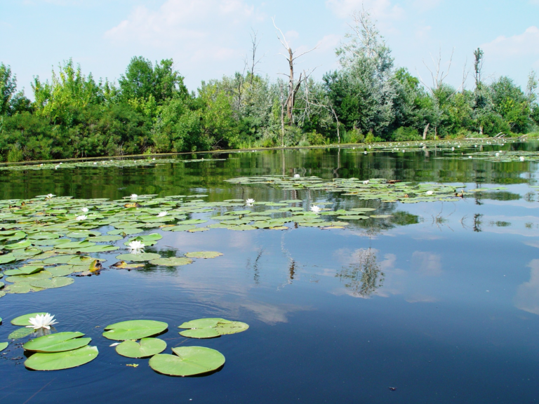 Nem véletlen, hogy egyre többen választják a Tisza-tavat